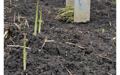 Green asparagus from our own plot in Spain